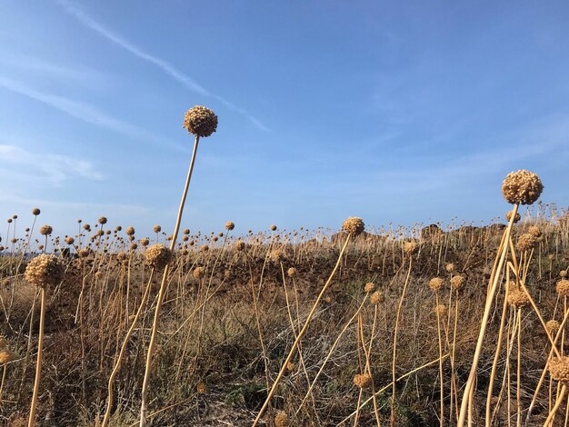 Low angle view of flowering plant on field against sky