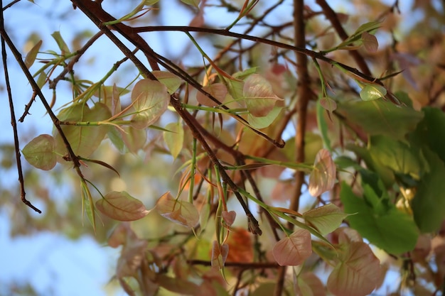 Photo low angle view of flowering plant on tree