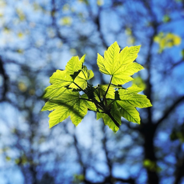 Photo low angle view of flowering plant