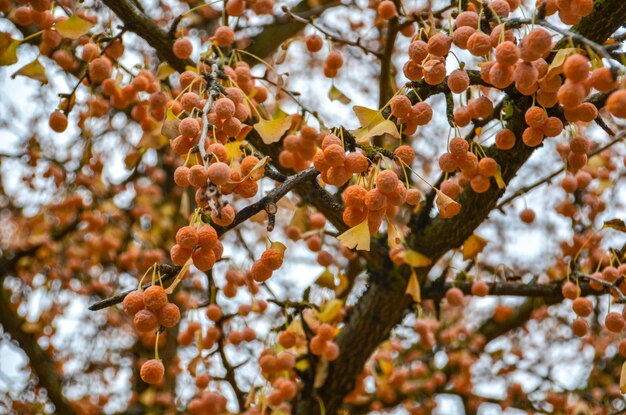 Foto vista a basso angolo di una pianta da fiore