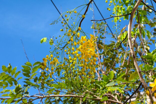 Low angle view of flowering plants against blue sky