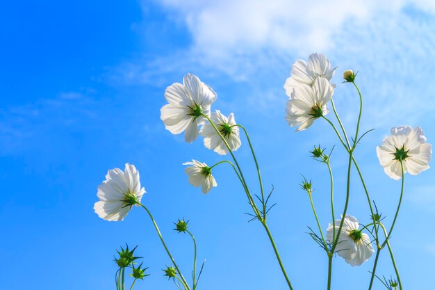 Low angle view of flowering plants against blue sky