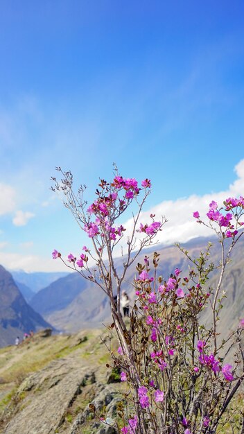 Low angle view of flowering plants against blue sky