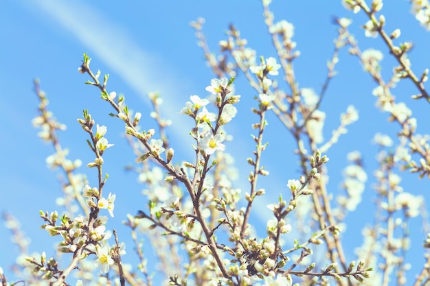 Foto vista a basso angolo di piante in fiore contro il cielo blu