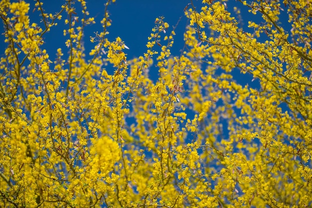 Low angle view of flowering plants against blue sky