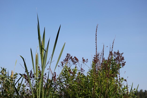 Low angle view of flowering plants against clear blue sky