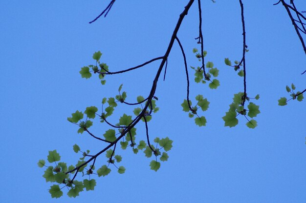 Low angle view of flowering plants against clear blue sky