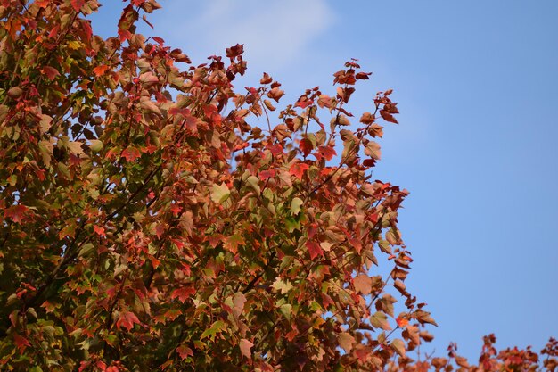 Low angle view of flowering plants against clear blue sky