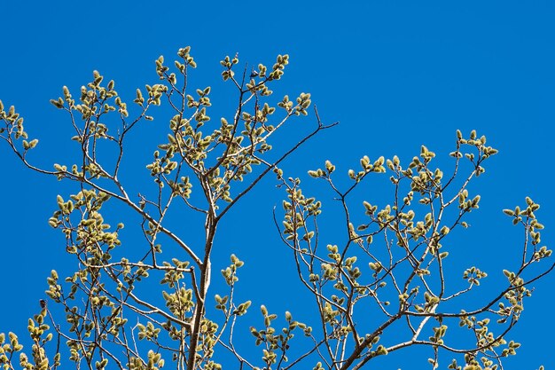 Foto vista a basso angolo di piante in fiore contro un cielo blu limpido