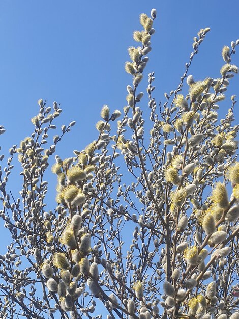 明るい青い空を背景にく植物の低角度の眺め