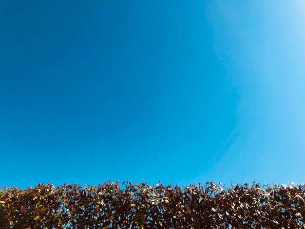 Low angle view of flowering plants against clear blue sky