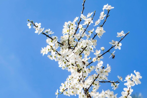 Low angle view of flowering plants against clear blue sky