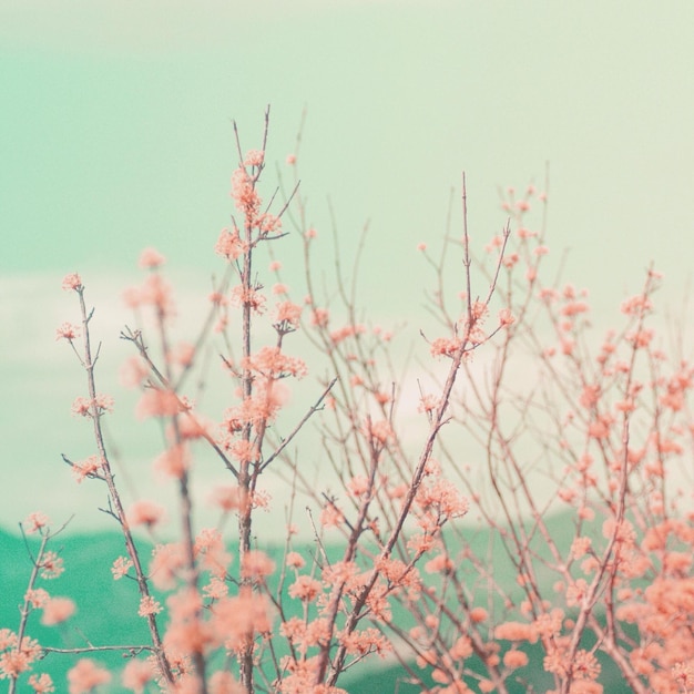 Photo low angle view of flowering plants against clear sky