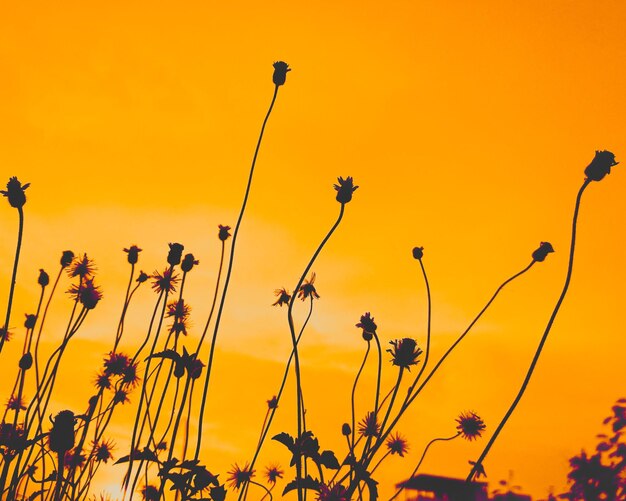 Low angle view of flowering plants against orange sky