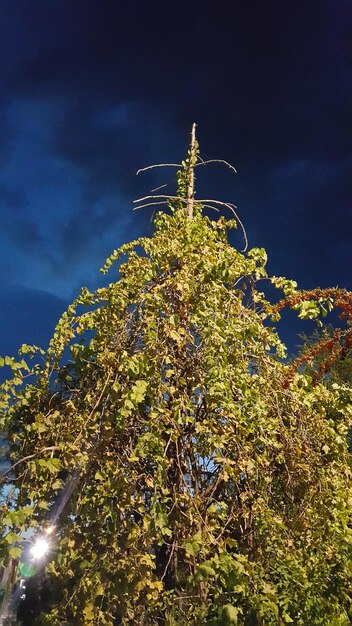 Low angle view of flowering plants against sky at night