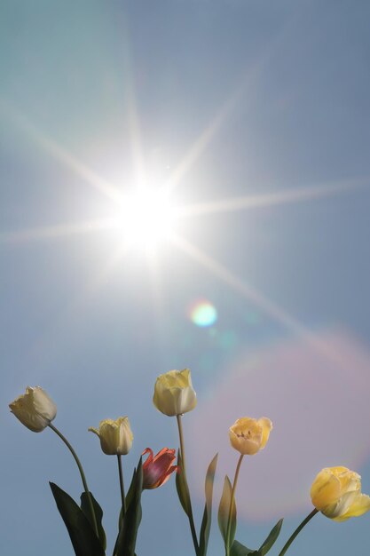 Low angle view of flowering plants against sky on sunny day