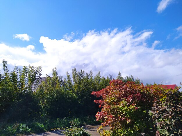 Low angle view of flowering plants against sky