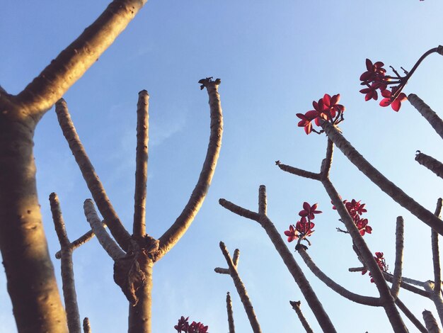 Low angle view of flowering plants against sky