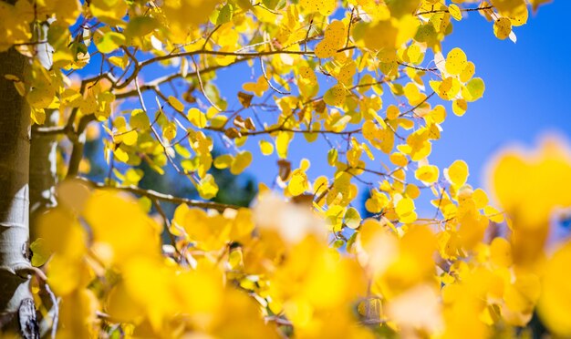 Low angle view of flowering plants against sky