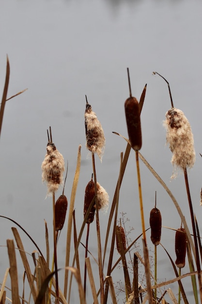 Photo low angle view of flowering plants against sky