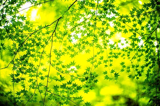 Low angle view of flowering plants against trees