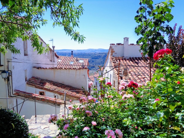 Photo low angle view of flowering plants and building against sky