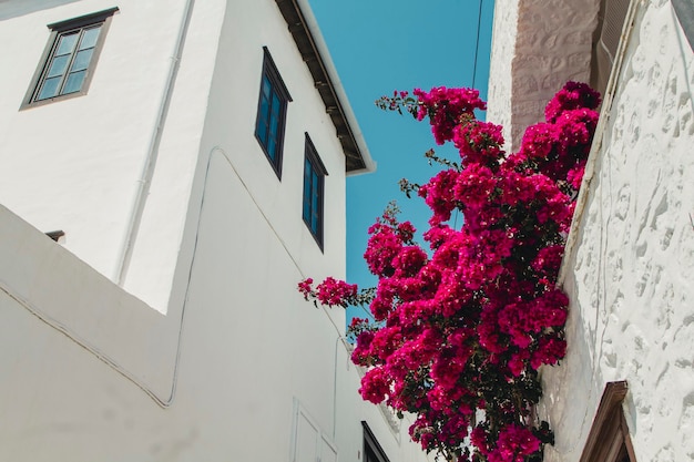 Foto vista a basso angolo delle piante da fiore sull'edificio