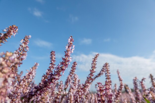 Low angle view of flowering plants on field against sky