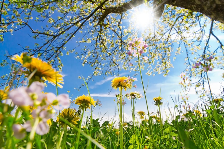 Photo low angle view of flowering plants on field against sky