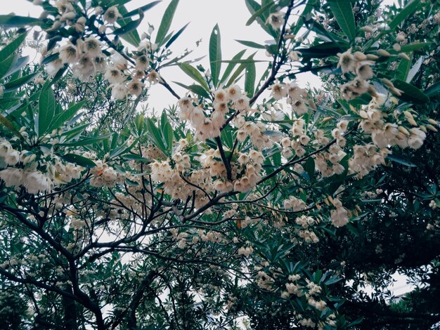 Photo low angle view of flowering plants on tree