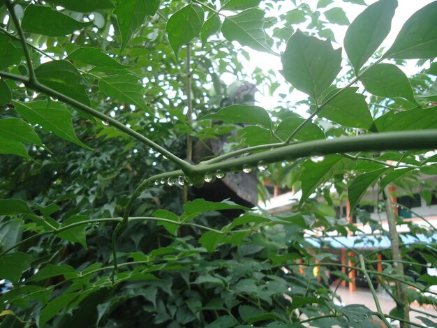 Low angle view of flowering plants on tree