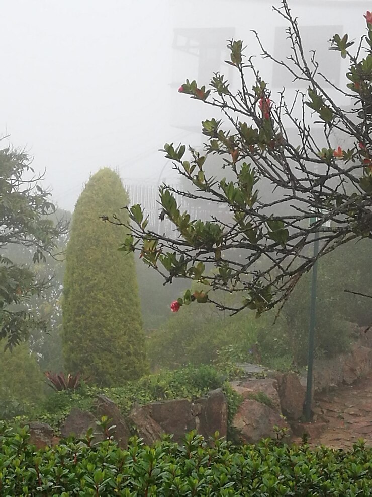 फोटो low angle view of flowering plants and trees against sky