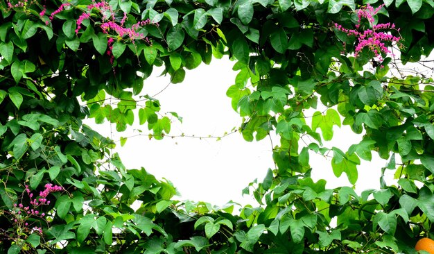 Foto vista a bassa angolazione delle piante da fiore