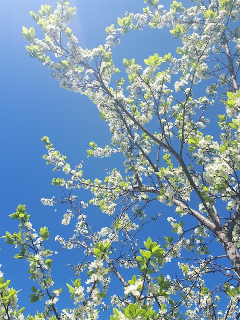 Photo low angle view of flowering tree against blue sky