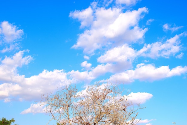 Photo low angle view of flowering tree against blue sky