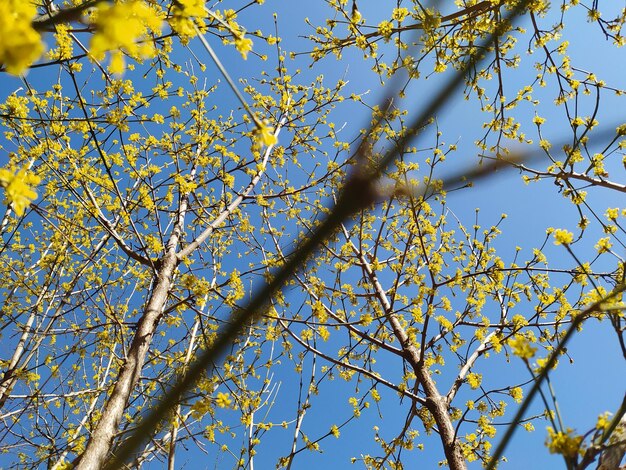 Low angle view of flowering tree against blue sky