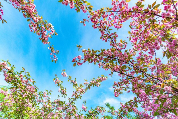 Foto vista a basso angolo di un albero in fiore contro il cielo blu