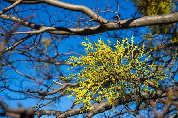 Low angle view of flowering tree against blue sky