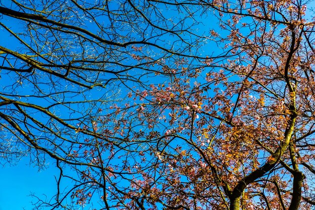 Low angle view of flowering tree against blue sky