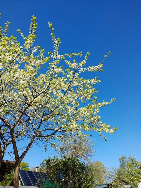 Low angle view of flowering tree against blue sky