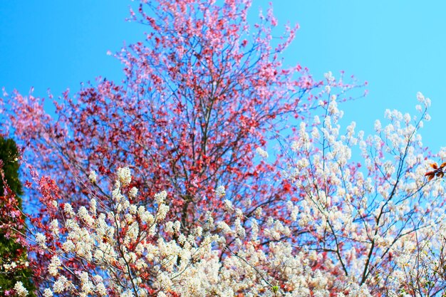 Low angle view of flowering tree against blue sky