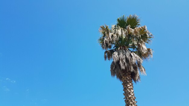 Low angle view of flowering tree against clear blue sky