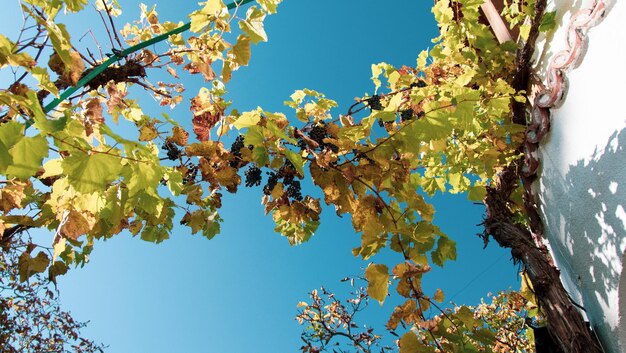 Low angle view of flowering tree against clear blue sky