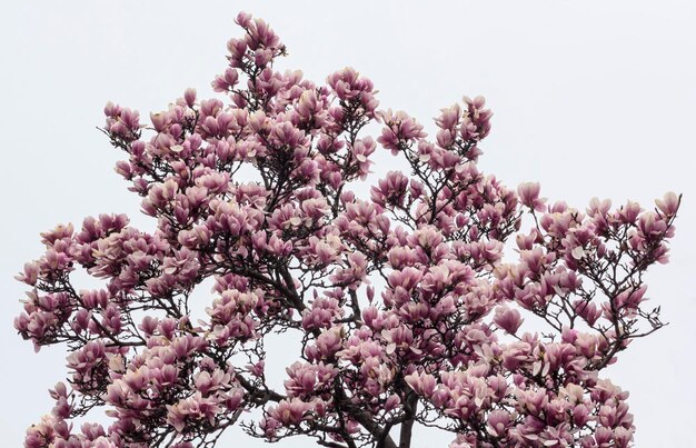 Foto vista a basso angolo di un albero in fiore contro un cielo limpido