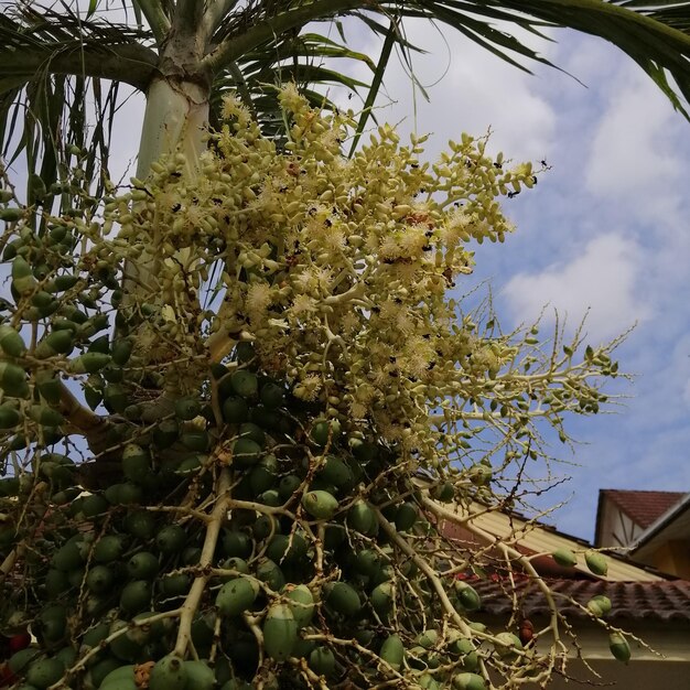 Foto vista a basso angolo di un albero in fiore contro il cielo