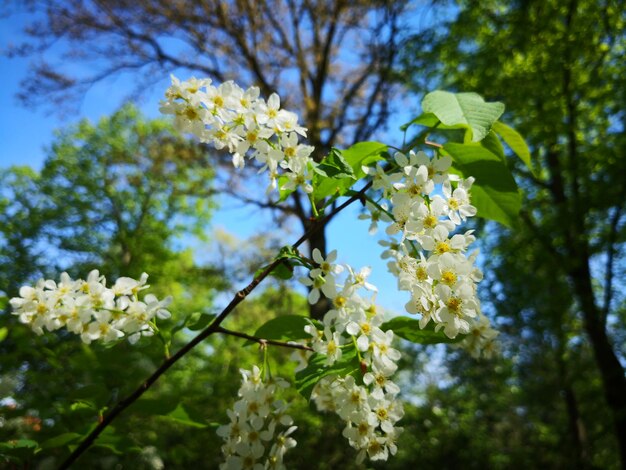 空に照らして花をかせている木の低角度の景色