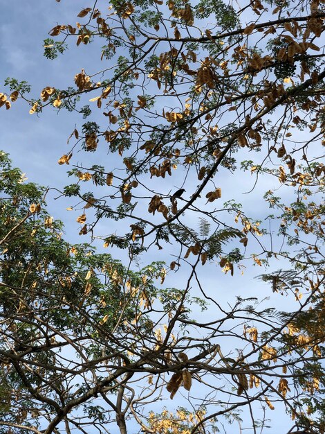 Low angle view of flowering tree against sky