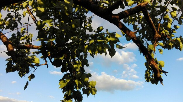 Low angle view of flowering tree against sky