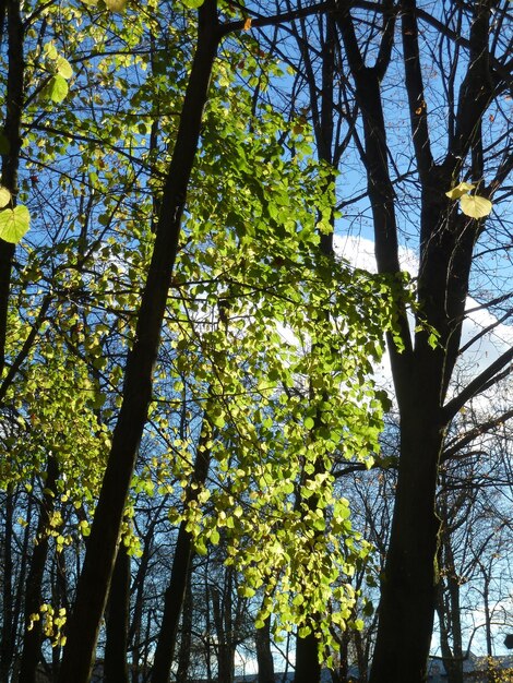 Low angle view of flowering tree against sky