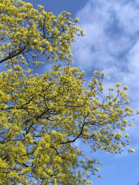 Low angle view of flowering tree against sky